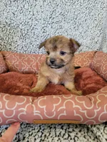 Yorkie 2, a male Chihuahua and Yorkshire Terrier for sale in Ashland, KY – 2 of 2