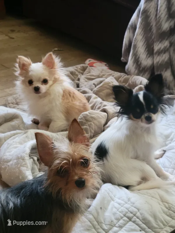 Chihuahua  – Chihuahua puppy for sale in Ashland, KY