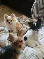Chihuahua , a male Chihuahua for sale in Ashland, KY – 1 of 1