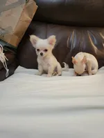 Chihuahua 3, a male Chihuahua for sale in Portsmouth, OH – 4 of 6