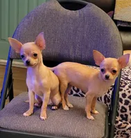 Chihuahua 2, a male Chihuahua for sale in Portsmouth, OH – 5 of 5