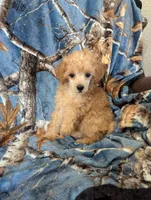 Poodle 2, a female Poodle - Toy  for sale in Portsmouth, OH – 2 of 2