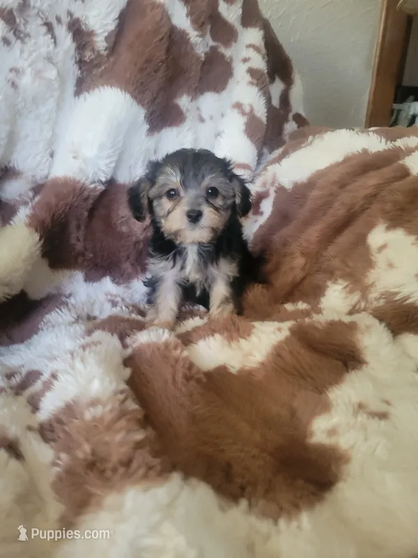 Yorkipoo 3 BOY – Yorkipoo puppy for sale in Portsmouth, OH