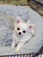 Chihuahua , a male Chihuahua for sale in Ashland, KY – Photo 3 of 3