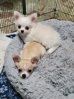 Chihuahua , a male Chihuahua for sale in Ashland, KY – Photo 2 of 3