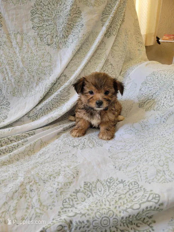Shorkie 1 – Shih Tzu, Yorkshire Terrier puppy for sale in Portsmouth, OH