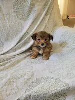 Shorkie 1, a female Shih Tzu and Yorkshire Terrier for sale in Portsmouth, OH – 1 of 2
