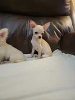 Chihuahua 2, a male Chihuahua for sale in Portsmouth, OH – 1 of 5