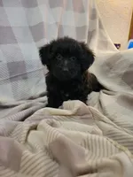 Yorki Poo, a male Yorkipoo for sale in Portsmouth, OH – 3 of 3