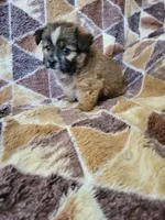 Shorkie Boy 1, a male Shih Tzu and Yorkshire Terrier for sale in Portsmouth, OH – 3 of 3