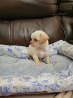 Chihuahua , a female Shih Tzu for sale in Ashland, KY – 4 of 4