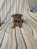 Chorkie 1, a male Chorkie for sale in Ashland, KY – 3 of 4