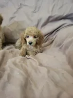 ToyPoodle 1, a male Poodle - Toy  for sale in Portsmouth, OH – 2 of 3
