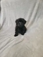 Yorki poo girl, a female Yorkipoo for sale in Ashland, KY – 2 of 4