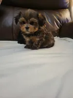 Yorkie 2, a male Yorkshire Terrier for sale in Portsmouth, OH – 3 of 3