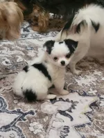Chihuahua , a female Chihuahua for sale in Portsmouth, OH – 2 of 2