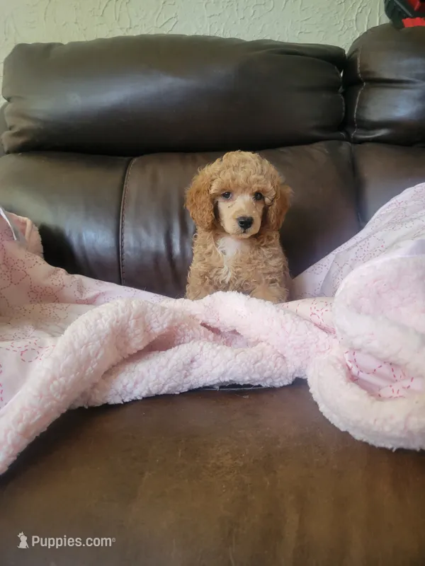 Poodle 3 – Poodle - Toy  puppy for sale in Portsmouth, OH