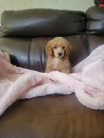Poodle 3, a male Poodle - Toy  for sale in Portsmouth, OH – 1 of 2
