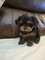 Yorkie , a male Yorkshire Terrier for sale in Portsmouth, OH – 3 of 3