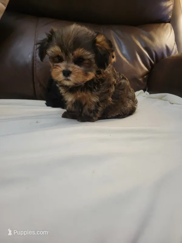 Yorkie 2 – Yorkshire Terrier puppy for sale in Portsmouth, OH