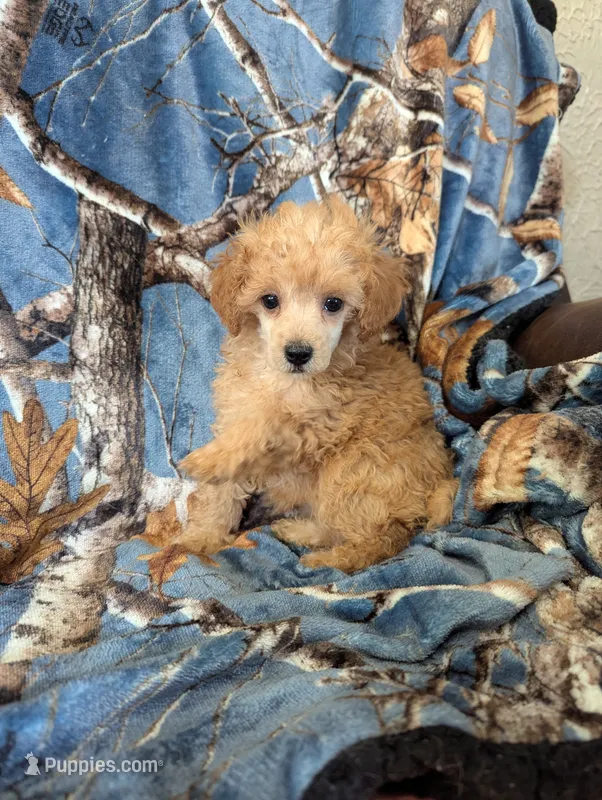 Poodle 2, a female Poodle - Toy  for sale in Portsmouth, OH – 1 of 2