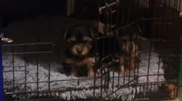 Yorkie, a male Yorkshire Terrier for sale in Portsmouth, OH – 2 of 2