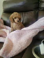 Poodle 3, a male Poodle - Toy  for sale in Portsmouth, OH – 2 of 2