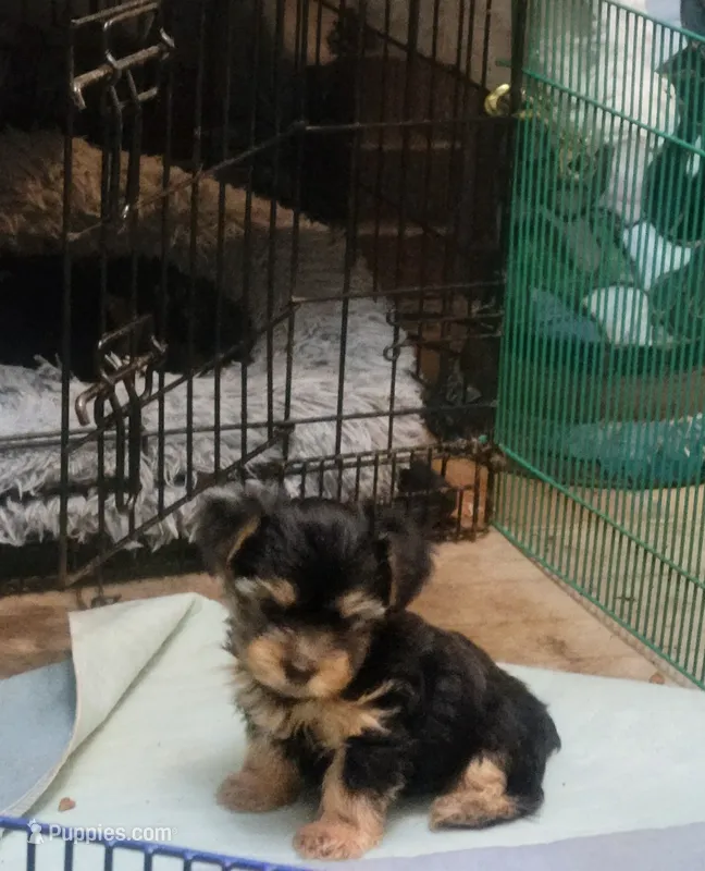 Yorkie – Yorkshire Terrier puppy for sale in Portsmouth, OH