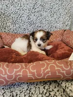 Yorkie 4, a female Chihuahua and Yorkshire Terrier for sale in Ashland, KY – 3 of 3