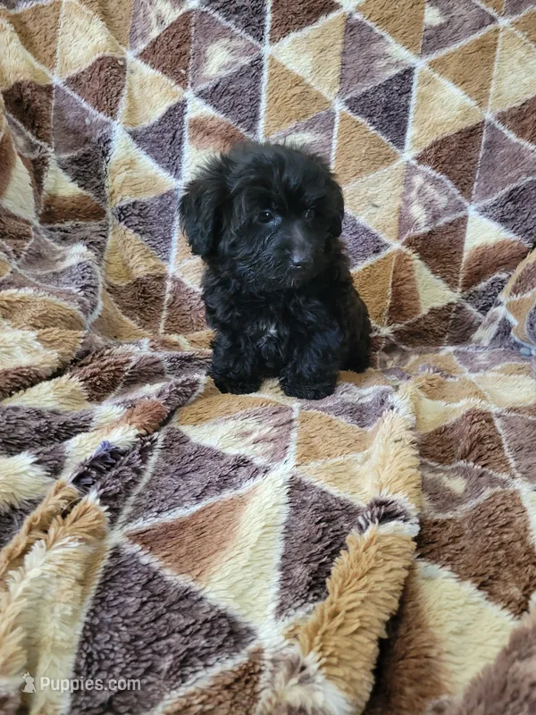 Yorkipoo boy – Yorkipoo puppy for sale in Portsmouth, OH
