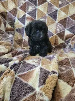 Yorkipoo boy, a male Yorkipoo for sale in Portsmouth, OH – 1 of 3