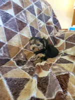Yorkie 3, a female Yorkshire Terrier for sale in Ashland, KY – 2 of 3