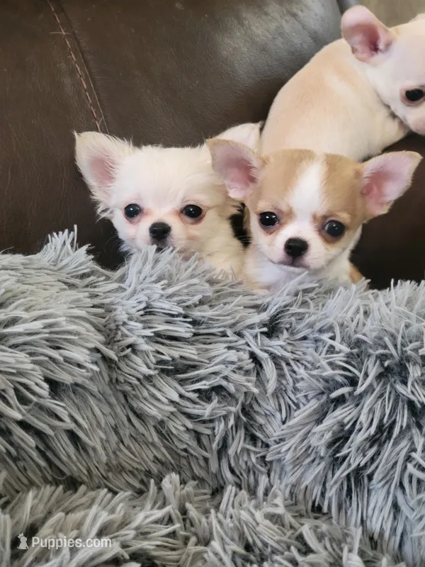 Chihuahua  – Chihuahua puppy for sale in Portsmouth, OH