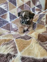 Shorkie Boy 1, a male Shih Tzu and Yorkshire Terrier for sale in Portsmouth, OH – 2 of 3