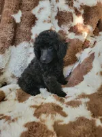Poodle Girl , a female Poodle - Toy  for sale in Portsmouth, OH – 2 of 2