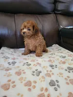 Poodle 1, a male Chihuahua and Poodle - Toy  for sale in Portsmouth, OH – 3 of 3