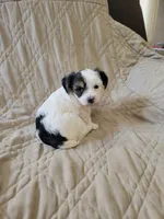 Yorkie 1, a female Yorkshire Terrier for sale in Ashland, KY – Photo 2 of 2