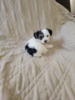 Yorkie 1, a female Yorkshire Terrier for sale in Ashland, KY – Photo 1 of 2