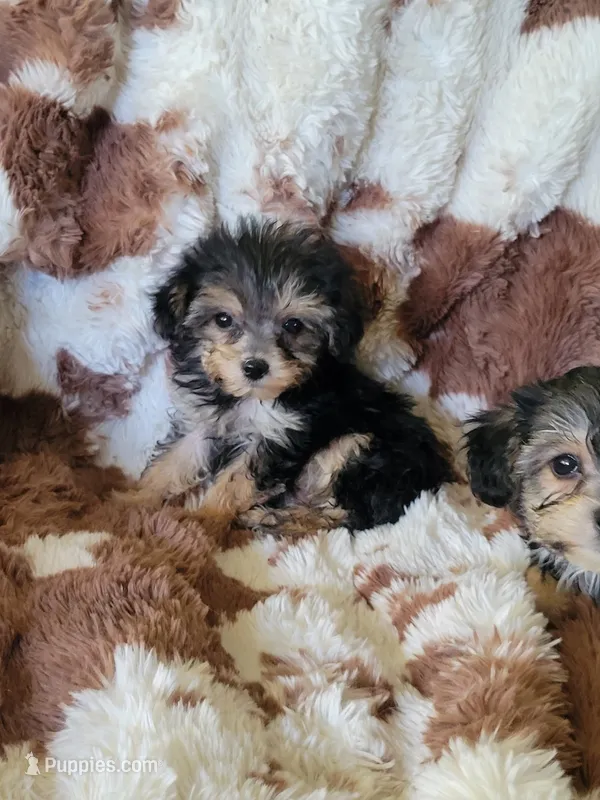 Yorkiepoo 3 Girl – Yorkipoo puppy for sale in Portsmouth, OH
