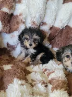 Yorkiepoo 3 Girl, a  Yorkipoo for sale in Portsmouth, OH – 1 of 2