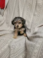 Yorkie poo girl1, a female Yorkipoo for sale in Portsmouth, OH – 4 of 4
