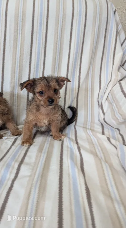 Chorkie 2 – Chorkie puppy for sale in Ashland, KY