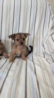 Chorkie 2, a male Chorkie for sale in Ashland, KY – 1 of 4