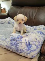 Chihuahua , a female Shih Tzu for sale in Ashland, KY – 2 of 3