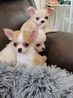 Chihuahua , a male Chihuahua for sale in Portsmouth, OH – 3 of 4