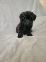 Yorki poo girl, a female Yorkipoo for sale in Ashland, KY – 4 of 4