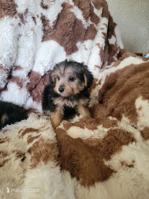 Yorki poo 4 Girl – Yorkipoo puppy for sale in Portsmouth, OH