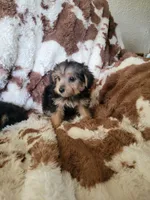 Yorki poo 4 Girl, a  Yorkipoo for sale in Portsmouth, OH – 1 of 2