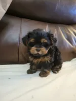 Yorkie , a male Yorkshire Terrier for sale in Portsmouth, OH – 2 of 3
