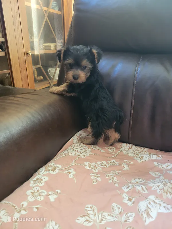 Yorkie – Yorkshire Terrier puppy for sale in Ashland, KY